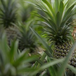 ananas-anam-pineapple-plants-4000x2670